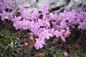 Rhodothamnus chamaecistus - Alpine Garden Society
