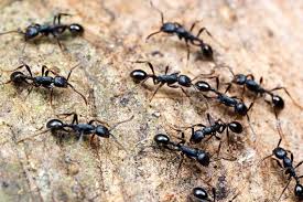 Картинки по запросу муравьиные дорожки