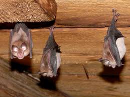 Image result for bat roost