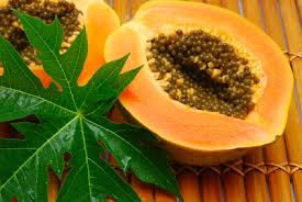Image result for images papaya leaves