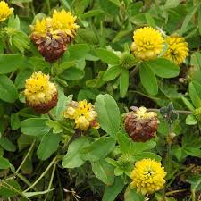File:Trifolium badium RF.jpg - Wikimedia Commons