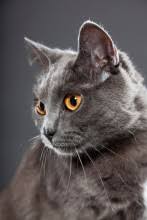 Resultado de imagem para gatos cinzentos