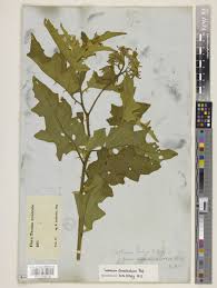Solanum dimidiatum Raf. | Plants of the World Online | Kew Science