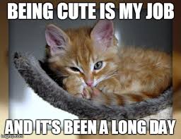 Incredibly adorable cat memes - The Cutest Kitties via Relatably.com