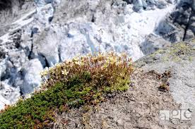 Rough saxifrage (Saxifraga aspera) is a perennial herb native to ...