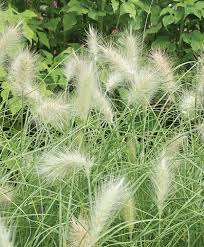 Feathertop Grass (Pennisetum villosum): Key Growing Information ...