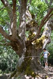 Photos of Sicilian Oaks (Quercus congesta), MonumentalTrees.com