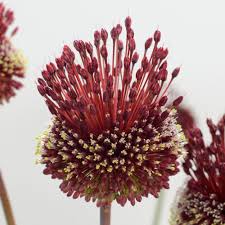 Allium amethystinum Red Mohican | White Flower Farm