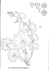 Sp. Alchemilla xanthochlora - florae.it
