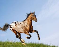 Image of Appaloosa horse