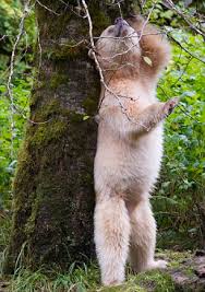 Image result for spirit bear