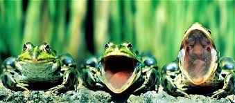 Znalezione obrazy dla zapytania żaba