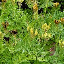 Myrrhis odorata (anise): Go Botany