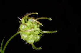 Calendula stellata Cav. | Plants of the World Online | Kew Science