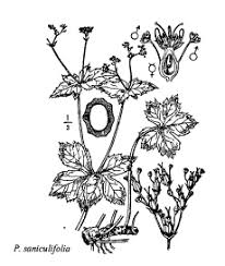 Sp. Petagnia saniculifolia - florae.it