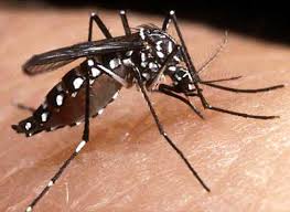 Image result for dengue sa aklan