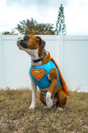 20+ Cute Halloween Costumes for Extra Large Dogs (up to 3XL ...