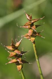 Carex davalliana - Wikipedia