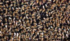 Αποτέλεσμα εικόνας για κυψέλες μελισσών