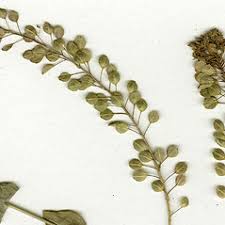 Lepidium perfoliatum (clasping pepperweed): Go Botany