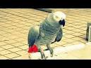 Pictures of 2 parrots singing and talking cockatiels <?=substr(md5('https://encrypted-tbn2.gstatic.com/images?q=tbn:ANd9GcSYUKY893HiY-g3zhdUjWXQEQtRS1qBvqjijXhGGFunSWRP8iBUQDH30AA'), 0, 7); ?>