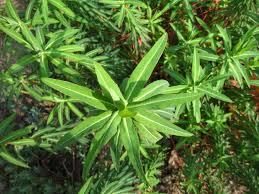 Euphorbia ceratocarpa - Wikipedia