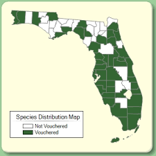 Stenotaphrum secundatum - Species Page - ISB: Atlas of Florida ...