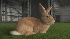 Resultado de imagen de conejo de un metro