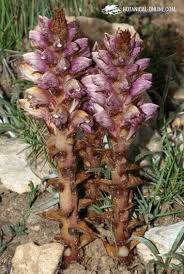 Orobanche variegata Wallr. (Broomrape) – Botanical online