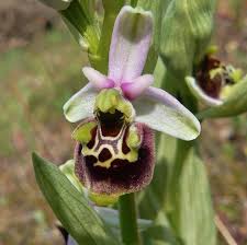 Ophrys holosericea (Burnm. f.) Greuter