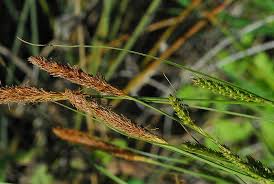 Carex distans L. | Plants of the World Online | Kew Science