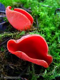 Image result for scarlet elf cup mushroom