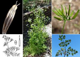 Anthriscus cerefolium (L.) Hoffm. - Sistema informativo sulla flora ...