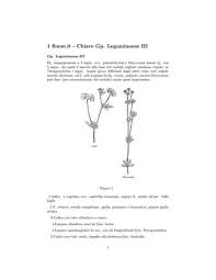 Flora d'Italia - Chiave famiglia leguminose Gruppo III