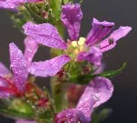 Lythrum salicaria - Online Virtual Flora of Wisconsin