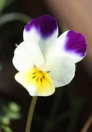 Viola tricolor - Michigan Flora
