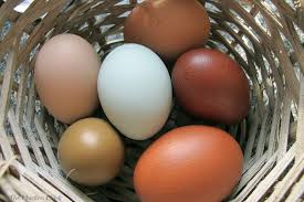 Image result for Backyard Chickens