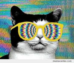Psico cat! - Meme Center | January 2014 | Pinterest | Cat Memes ... via Relatably.com