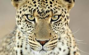 Image result for cheetah