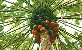 Resultado de imagen de arbol papaya
