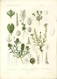 Ionopsidium albiflorum Durieu - Portale della Flora d'Italia / Portal to ...