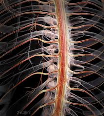 Výsledek obrázku pro nervous system