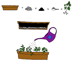 What Makes Plants Grow?