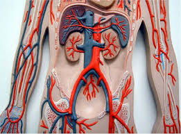 Image result for blood vessels