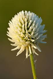 Trifolium montanum - Wikipedia