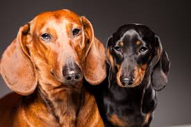 Image result for dachshunds 