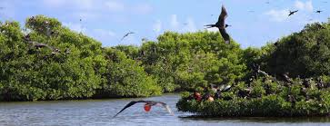 Résultats de recherche d'images pour « codrington barbuda »