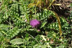 Dwarf Thistle (Cirsium acaule) · iNaturalist