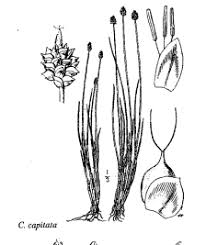 Sp. Carex capitata - florae.it