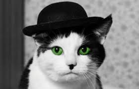 Image result for cat with green eyes